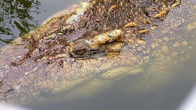 鳄鱼在池塘里游泳动物园野生动物保护生物多