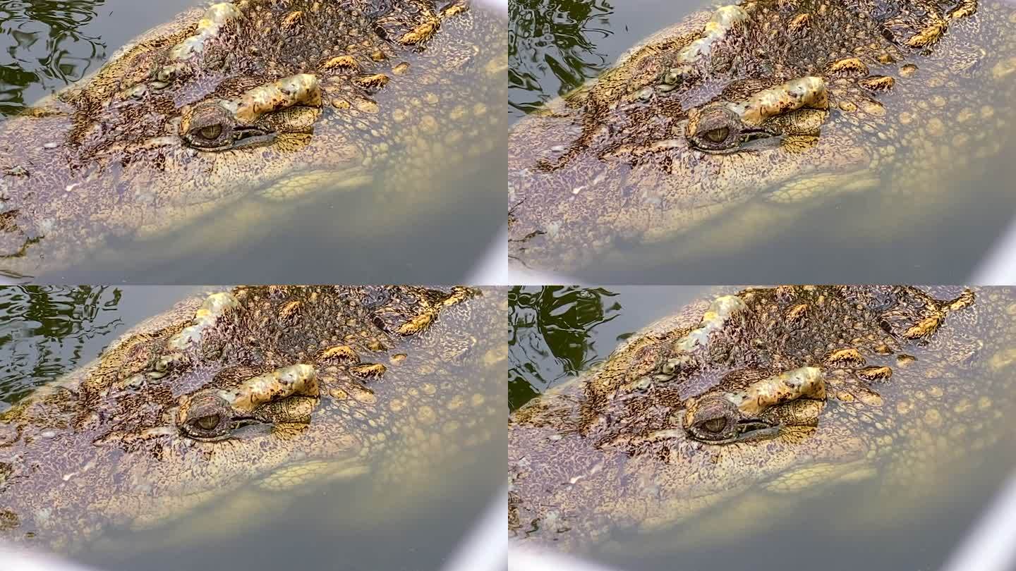 鳄鱼在池塘里游泳动物园野生动物保护生物多