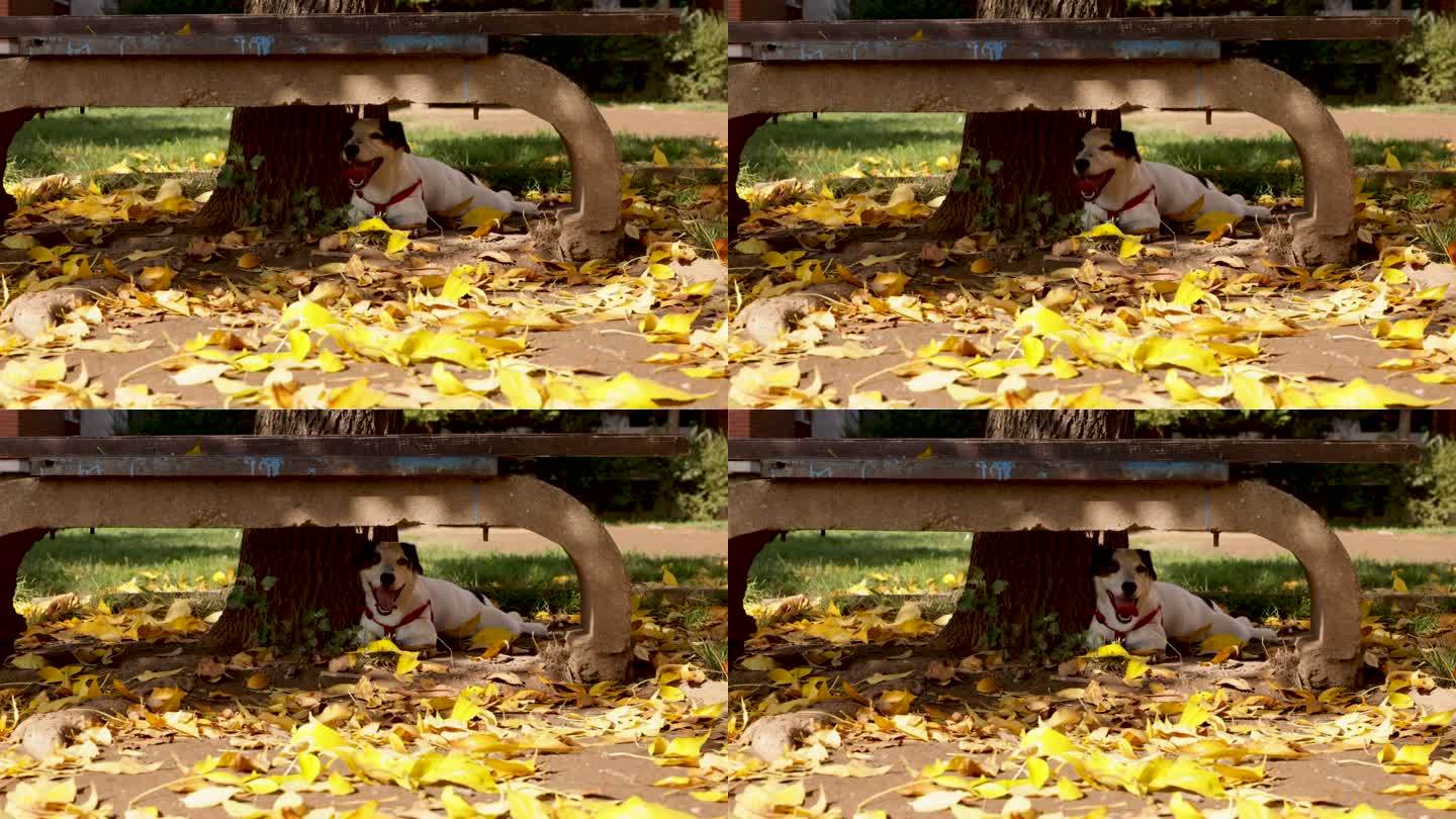 疲惫的杰克·拉塞尔（Jack Russell）狗躺在公园长椅下，气喘吁吁地吐舌头