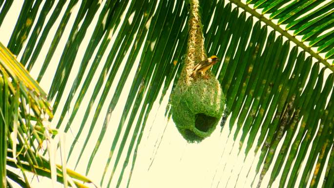 麻雀和它的巢。麻雀巢穴椰子树椰子挖洞