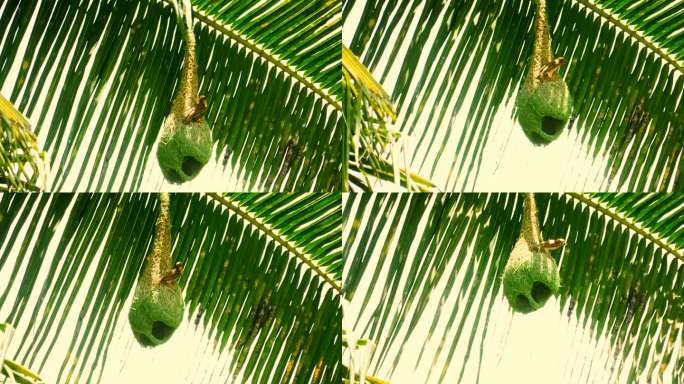 麻雀和它的巢。麻雀巢穴椰子树椰子挖洞