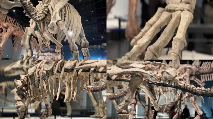 参观恐龙博物馆成都自然博物馆恐龙化石骨架