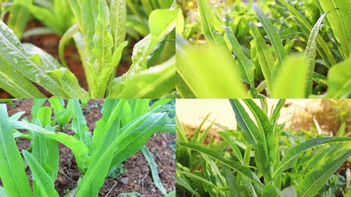 莴笋莴菜莴笋叶子特写