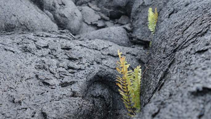 夏威夷火山国家公园：植物群