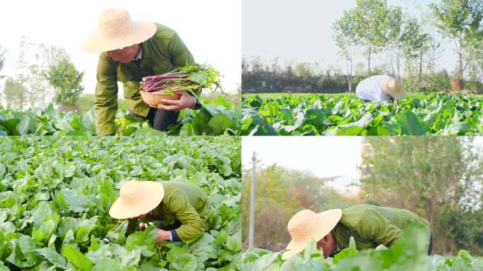 红菜苔种植