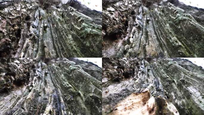 树木被白蚁蛀空枯树虫蛀的大树痕迹岁月痕迹