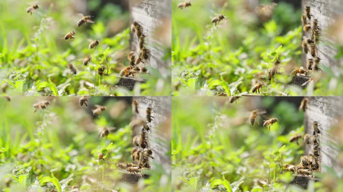 春天养蜂场蜜蜂蜂群飞舞慢镜头