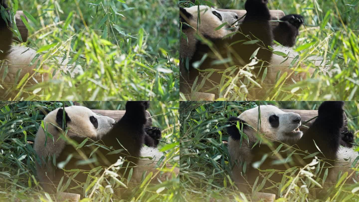 侧面特写大熊猫吃竹子