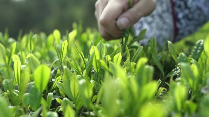 采茶女茶园采茶