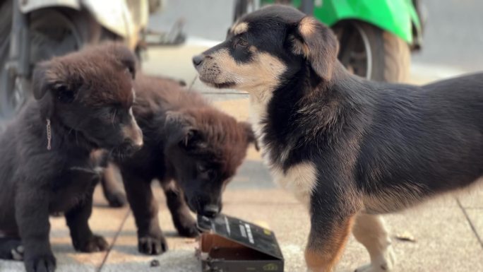 宠物狗小狗土狗中华田园犬