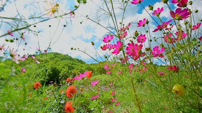 格桑花野外花草自然风光背景鲜花野花花朵