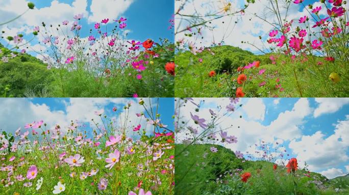 格桑花野外花草自然风光背景鲜花野花花朵