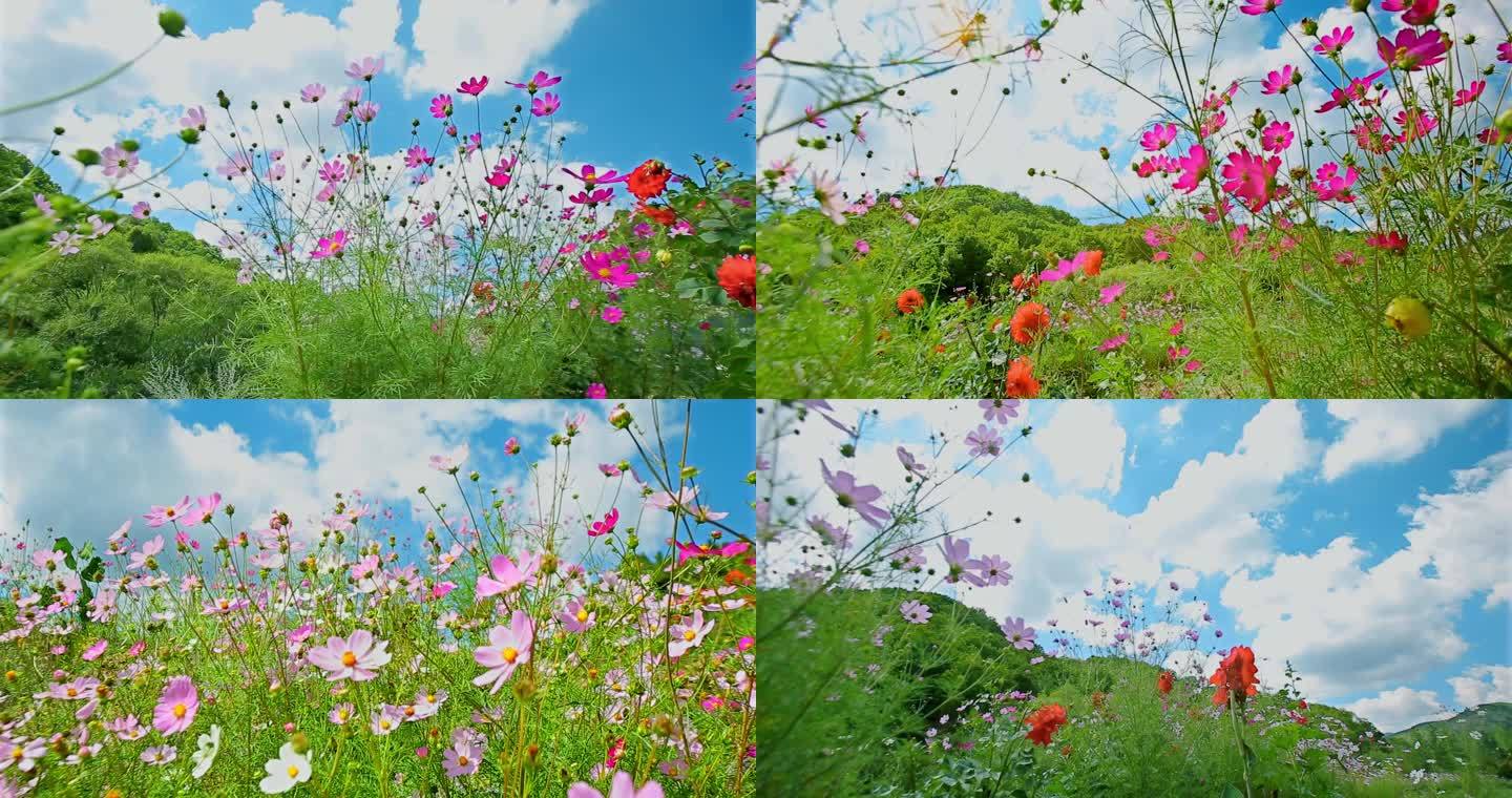 格桑花野外花草自然风光背景鲜花野花花朵