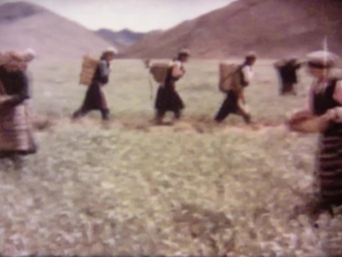 西藏 冬小麦种植 6070年代