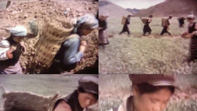 西藏 冬小麦种植 6070年代