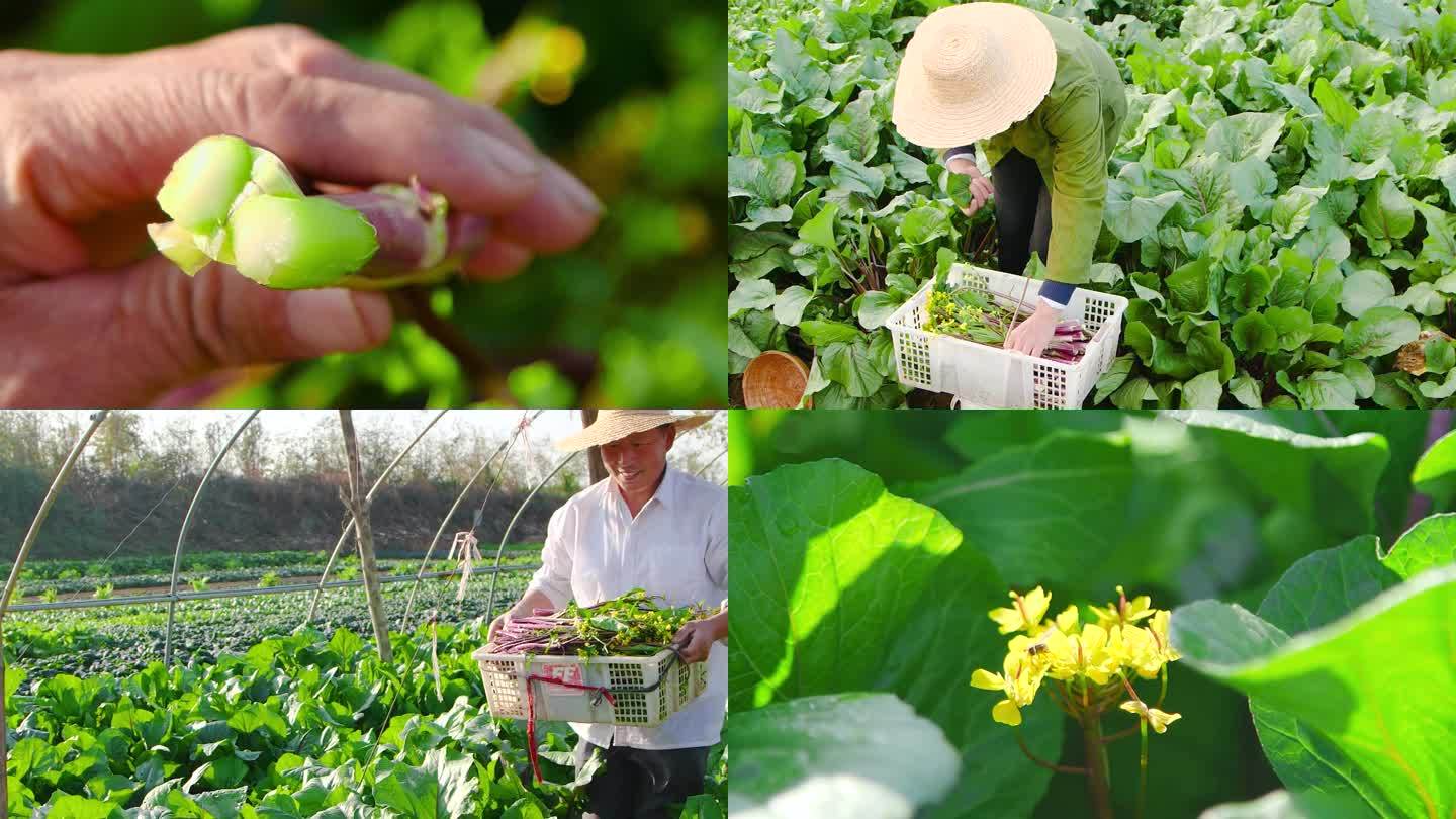 红菜苔产地