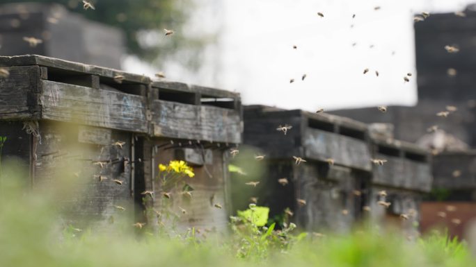 春天养蜂场里成群蜜蜂飞舞慢镜头