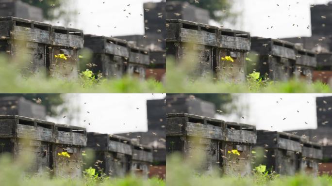 春天养蜂场里成群蜜蜂飞舞慢镜头