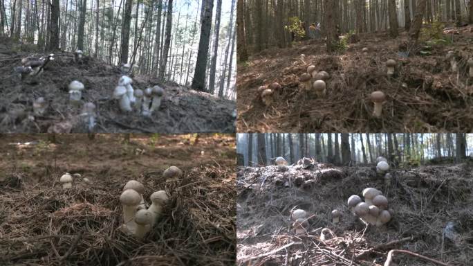 林下经济树林里种蘑菇