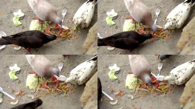 泰国海滩上鸽子吃木瓜沙拉。