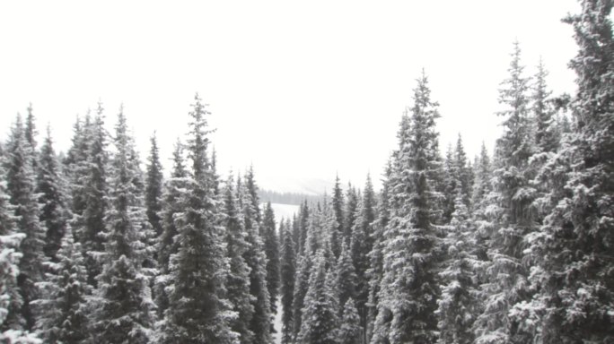 南山 雪岭云杉