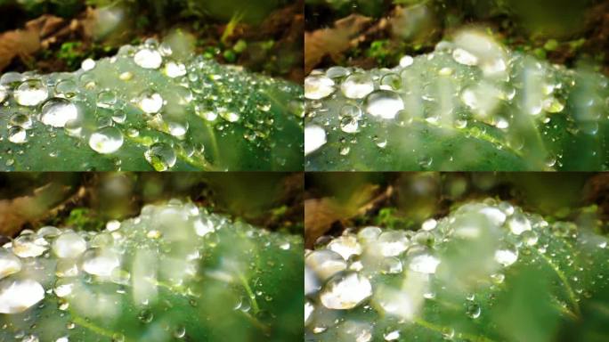 水珠叶子上的水珠下雨雨珠特写意境唯美水珠