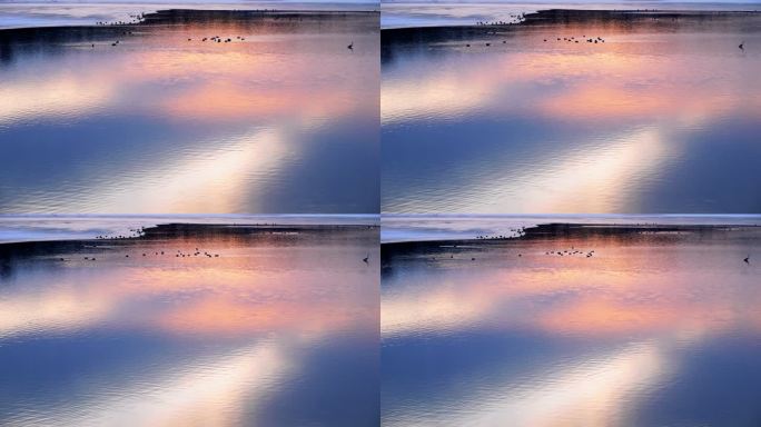 寒冬黄昏-水平如镜-在水上游来游去的鸭群