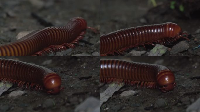蜈蚣在泥土上爬行蜈蚣特写蜈蚣视频蜈蚣昆虫