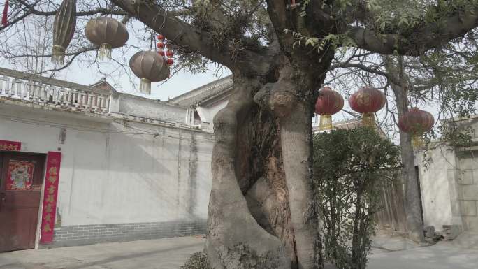 千年古皂角树4k素材