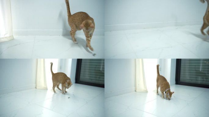 塔比猫在主人家里追赶一只蜥蜴。