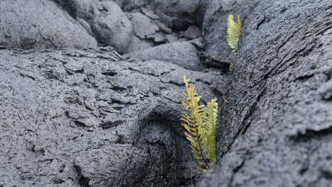 夏威夷火山国家公园：植物群