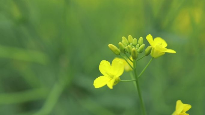 油菜花花海