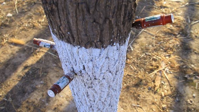 冬季公园树木树身扎着营养针剂素材02