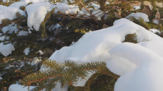 大雪青松