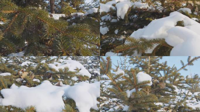 大雪青松