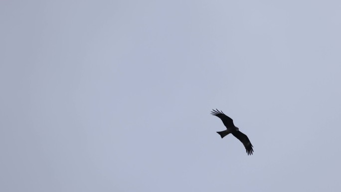 飞翔的黑耳鸢、老鹰、麻鹰