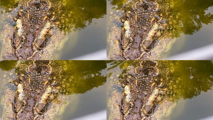 鳄鱼在池塘里游泳鳄鱼特写