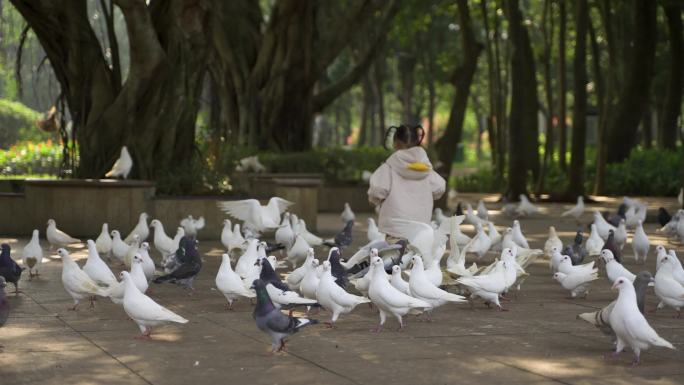 小孩在鸽子广场追逐鸽子喂鸽子