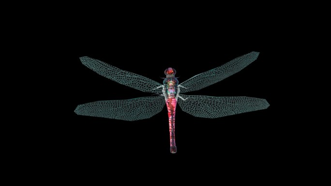 透明通道蜻蜓飞翔动画