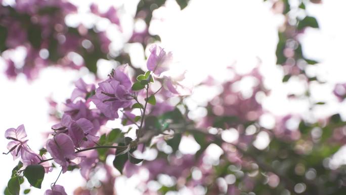 阳光透过三角梅花丛花在风中飘扬