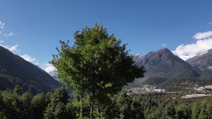 雪山脚下的树木