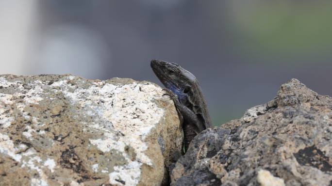 加那利群岛拉帕尔马火山岩围栏中的Gallotia galoti动物群