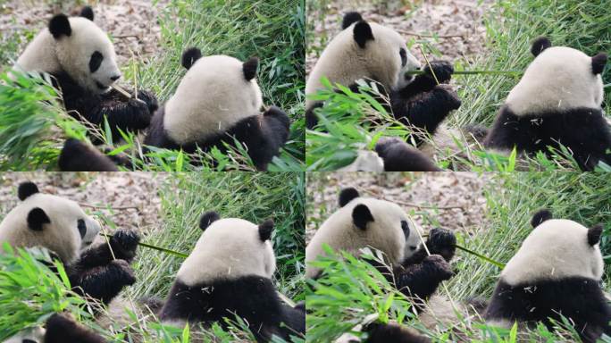 两只可爱的国宝吃竹子的大熊猫特写