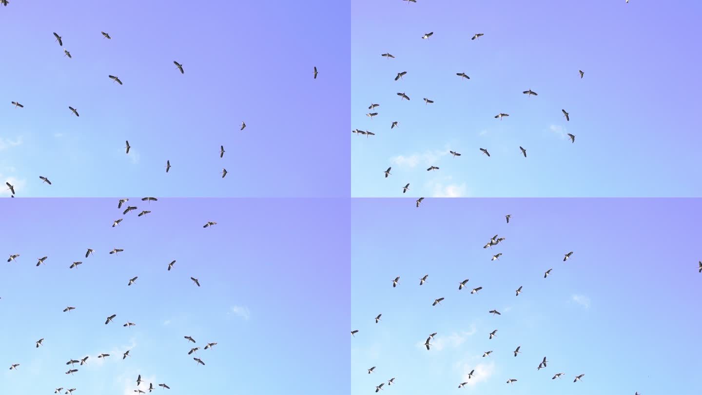 候鸟在空中的慢动作