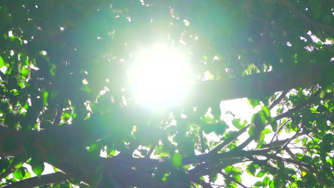 夏天阳光树叶唯美空镜头意境植物