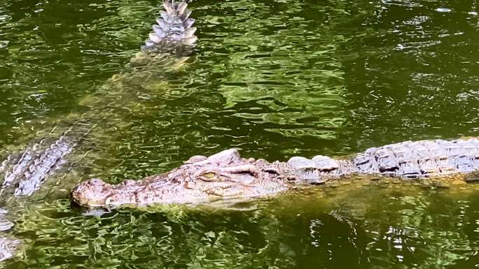 鳄鱼在池塘里游泳动物园野生动物保护生物多