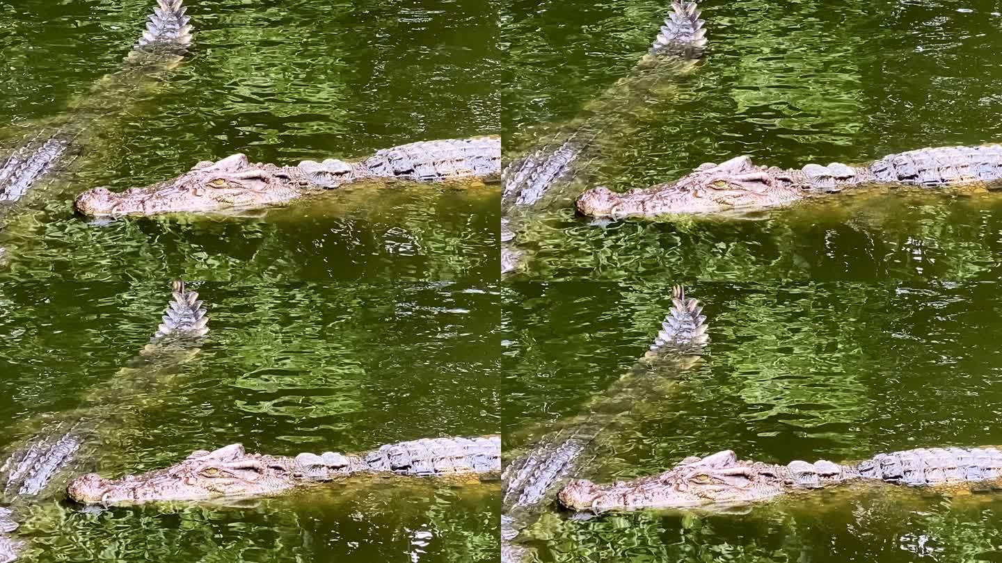 鳄鱼在池塘里游泳动物园野生动物保护生物多