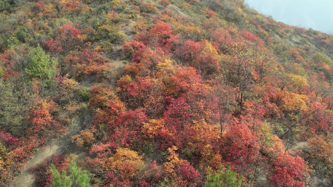 秋日满山红叶氛围感航拍素材1