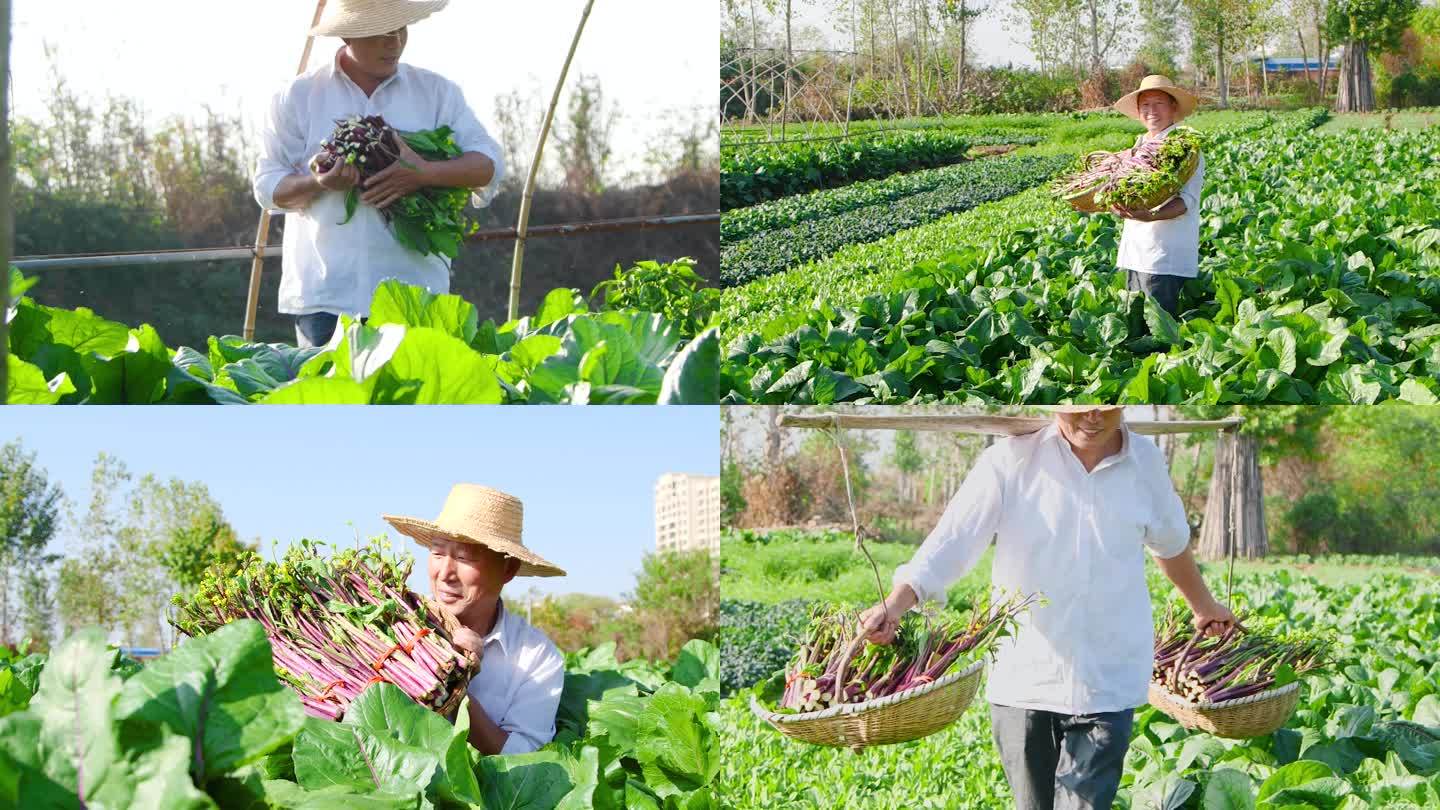 红菜苔产地