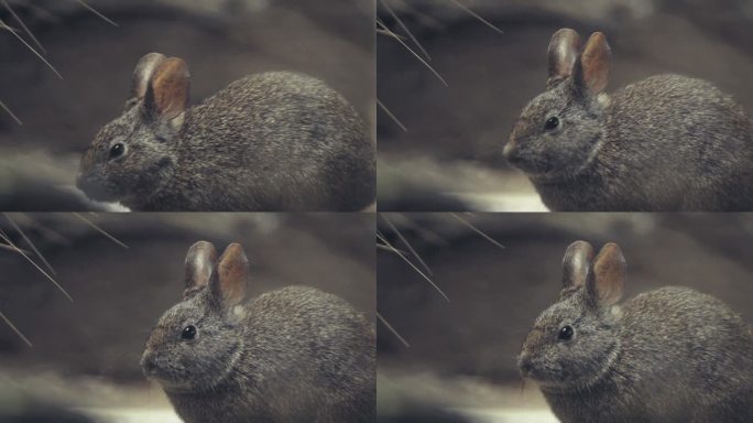 墨西哥火山兔家兔宠物毛发